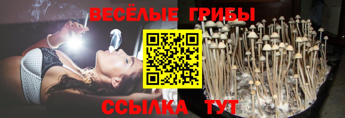 Псилоцибиновые грибы Psilocybe Дагестанские Огни